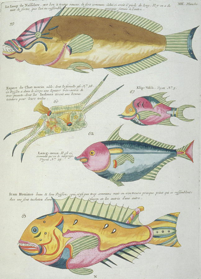 Fish Illustrations Photograph by Natural History Museum, London/science Photo Library