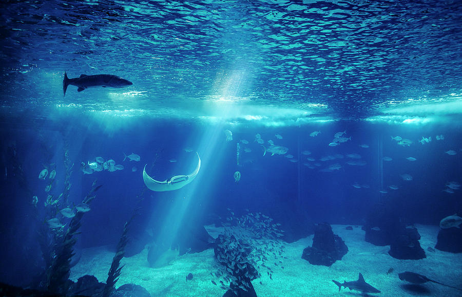 Fish In A Big Blue Aquarium Photograph by Piola666