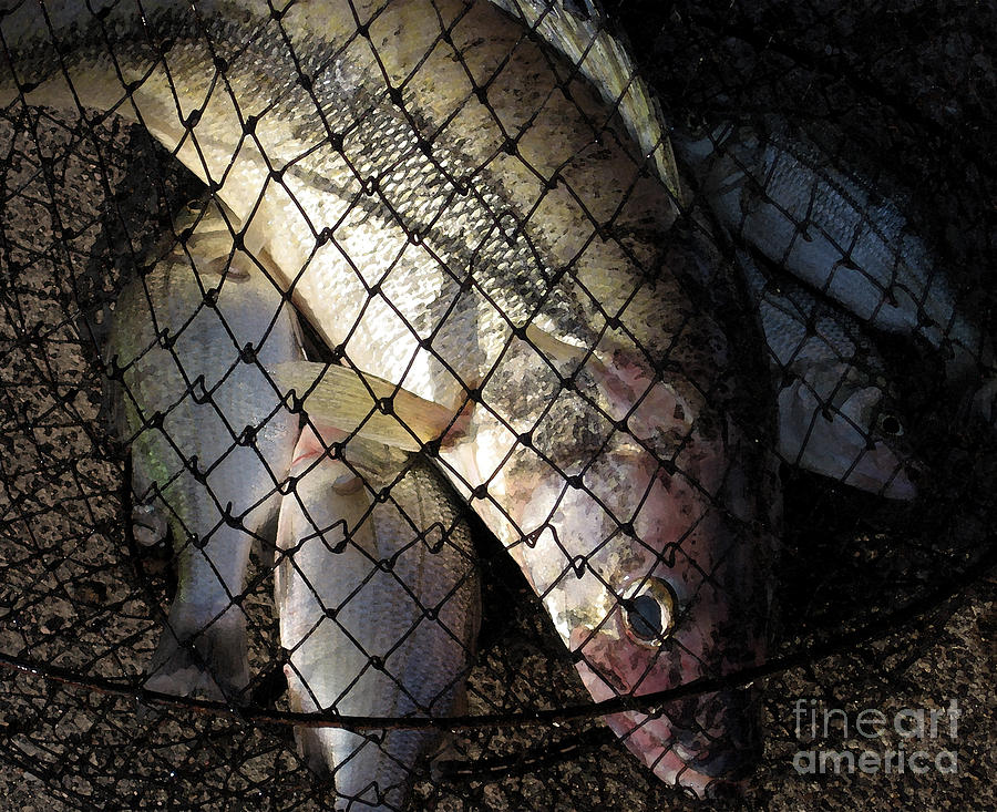 Fish in Net Photograph by Patricia Januszkiewicz