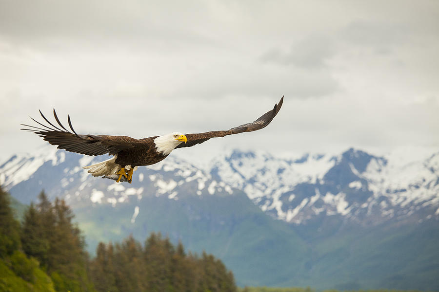 Bald Eagle Photograph - Fish is on the Menu by Tim Grams