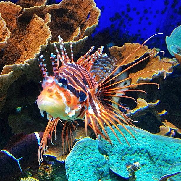 Fish Photograph - #fish #lion Fish #marine #sea #coral by Peter Bromfield