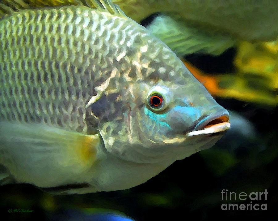 Fish Lips Photograph by Mel Steinhauer