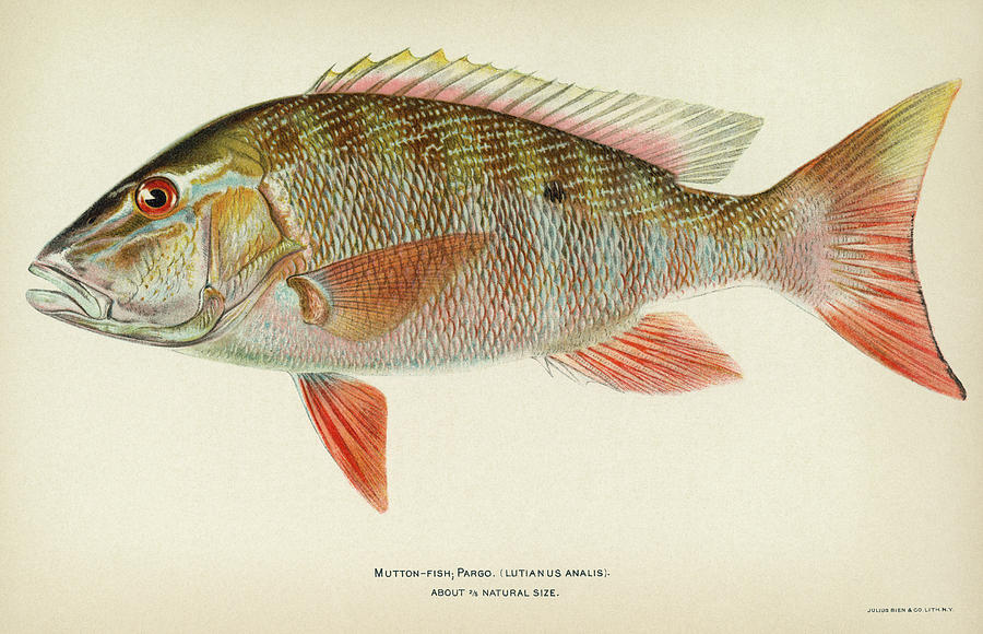 Fish Mutton Snapper Drawing by Granger