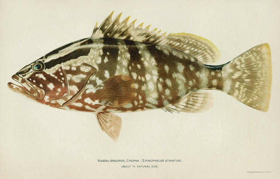 Fish Nassau Grouper Drawing by Granger