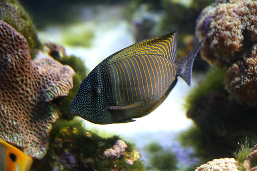 Baltimore Photograph - Fish - National Aquarium in Baltimore MD - 1212109 by DC Photographer