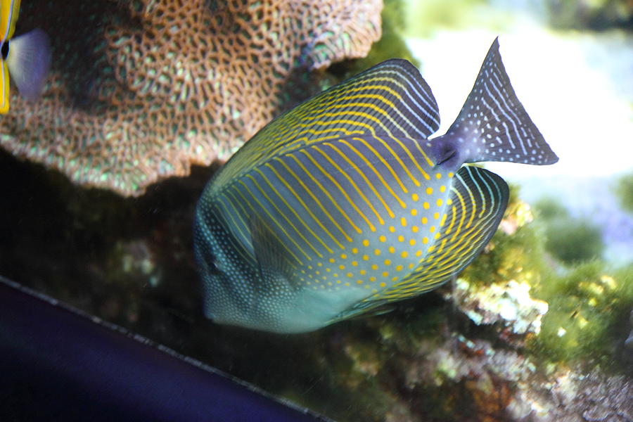 Fish - National Aquarium in Baltimore MD - 1212110 Photograph by DC Photographer