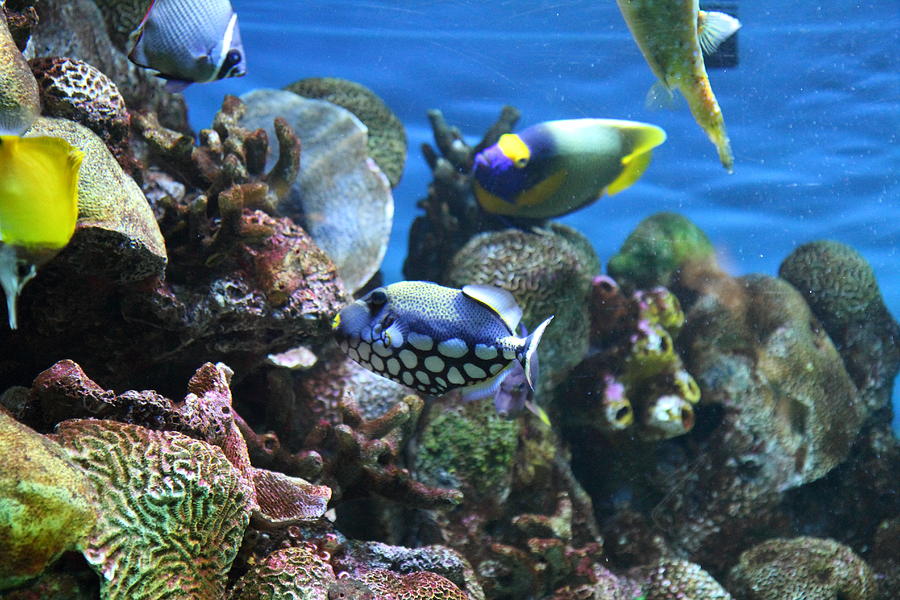 Baltimore Photograph - Fish - National Aquarium in Baltimore MD - 1212113 by DC Photographer