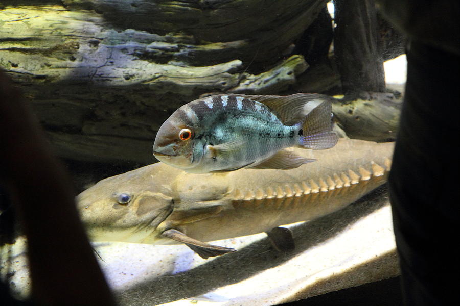 Baltimore Photograph - Fish - National Aquarium in Baltimore MD - 1212126 by DC Photographer