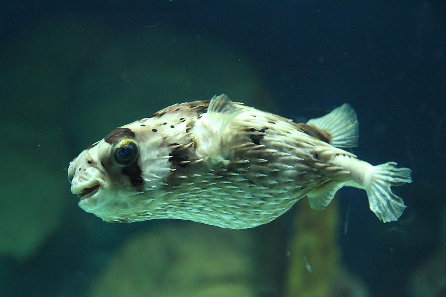 Baltimore Photograph - Fish - National Aquarium in Baltimore MD - 1212138 by DC Photographer