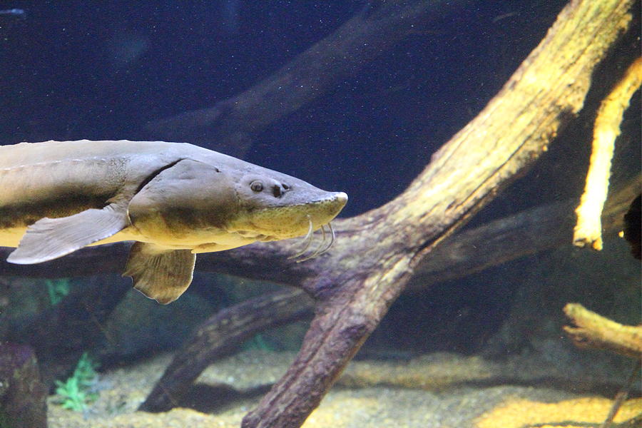 Fish - National Aquarium in Baltimore MD - 121220 Photograph by DC Photographer
