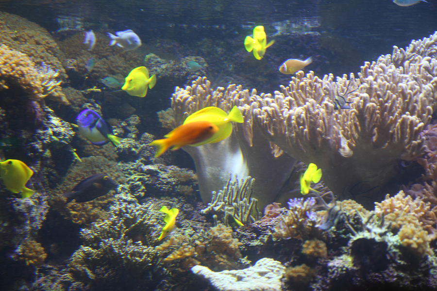 Fish National Aquarium in Baltimore MD 121245