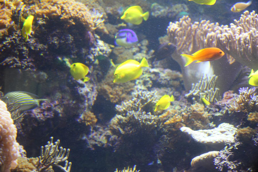 Baltimore Photograph - Fish - National Aquarium in Baltimore MD - 121246 by DC Photographer