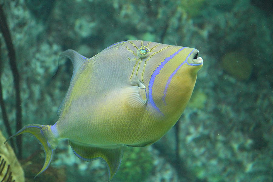 Baltimore Photograph - Fish - National Aquarium in Baltimore MD - 121257 by DC Photographer