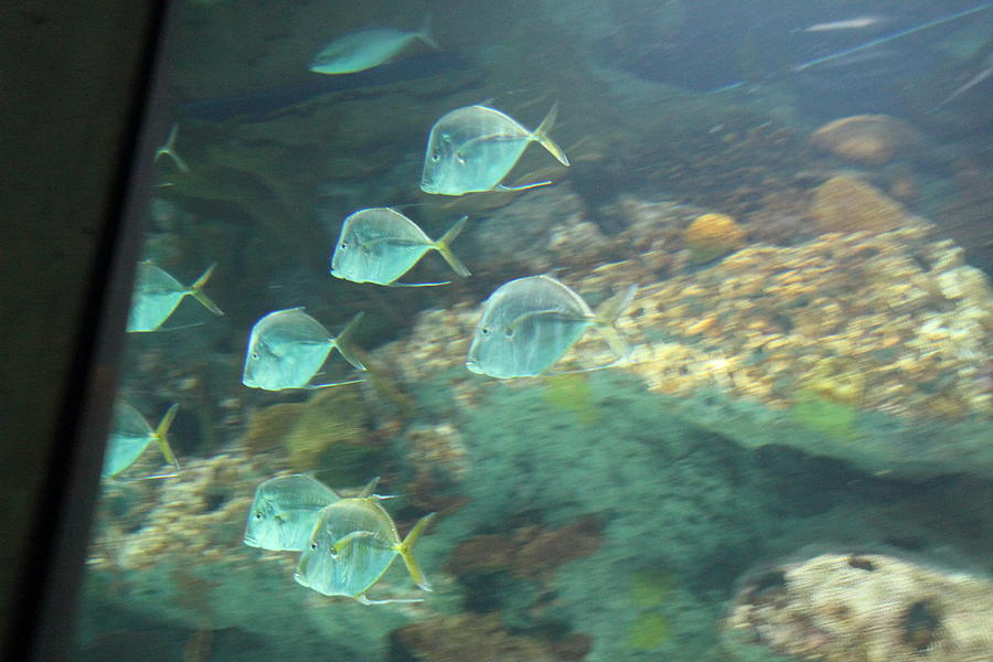 Fish - National Aquarium in Baltimore MD - 121260 Photograph by DC Photographer