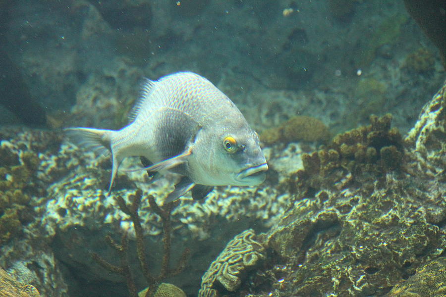 Fish - National Aquarium in Baltimore MD - 121261 Photograph by DC Photographer