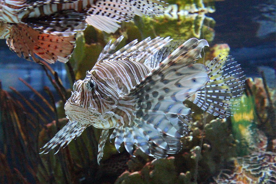 Baltimore Photograph - Fish - National Aquarium in Baltimore MD - 121265 by DC Photographer