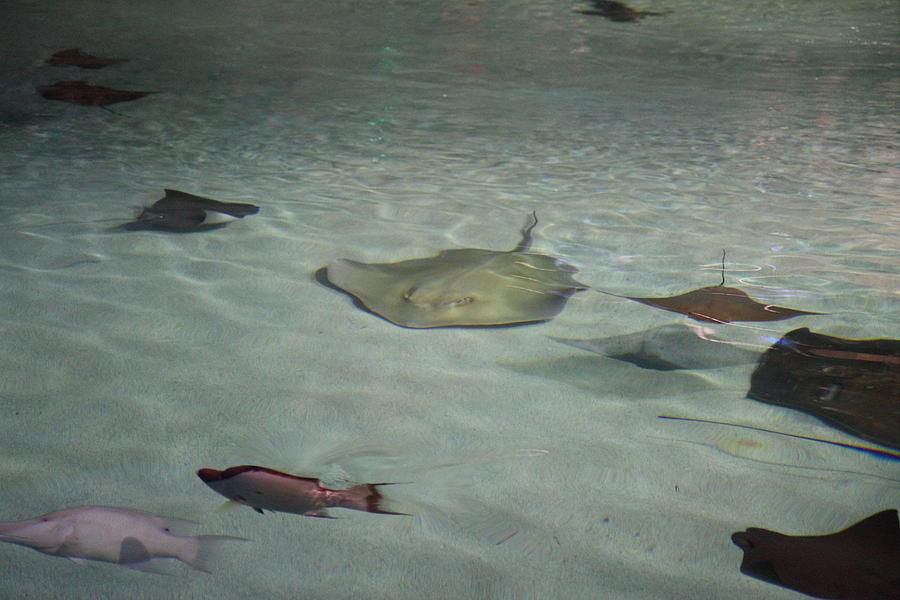 Baltimore Photograph - Fish - National Aquarium in Baltimore MD - 121270 by DC Photographer