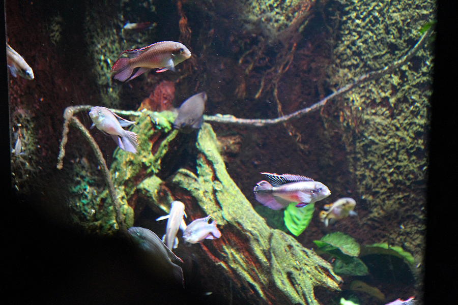 Fish National Aquarium In Baltimore Md 121296