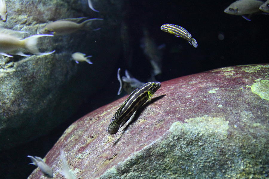 Baltimore Photograph - Fish - National Aquarium in Baltimore MD - 121299 by DC Photographer