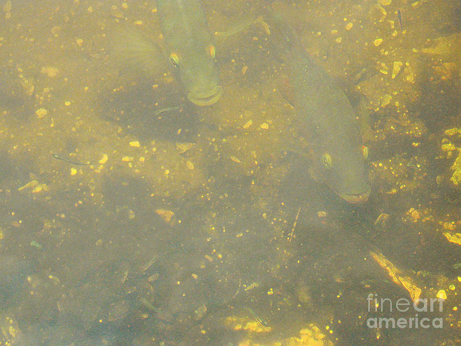 Under water. 2 Fish. Photography Photograph by Oksana Semenchenko
