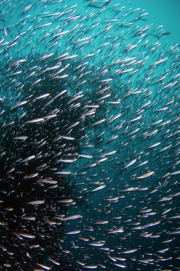 Fish On The Shinkoku Maru Shipwreck Photograph by Brandi Mueller - Fine ...