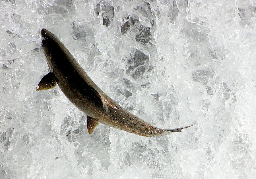Fish Out of Water Photograph by AJ  Schibig