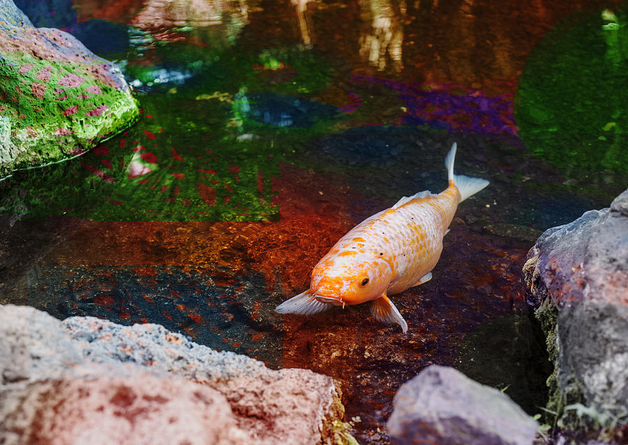 Fish Pond Digital Art - Fish Pond 2 by Susan Stone