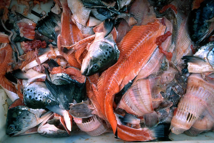 Fish Processing Waste Photograph by Robert Brook/science Photo Library