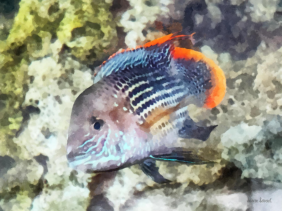 Fish - Rainbowfish Photograph by Susan Savad