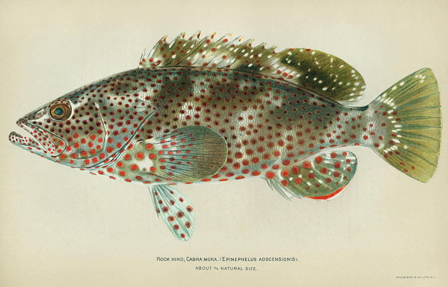 Fish Rock Hind Drawing by Granger