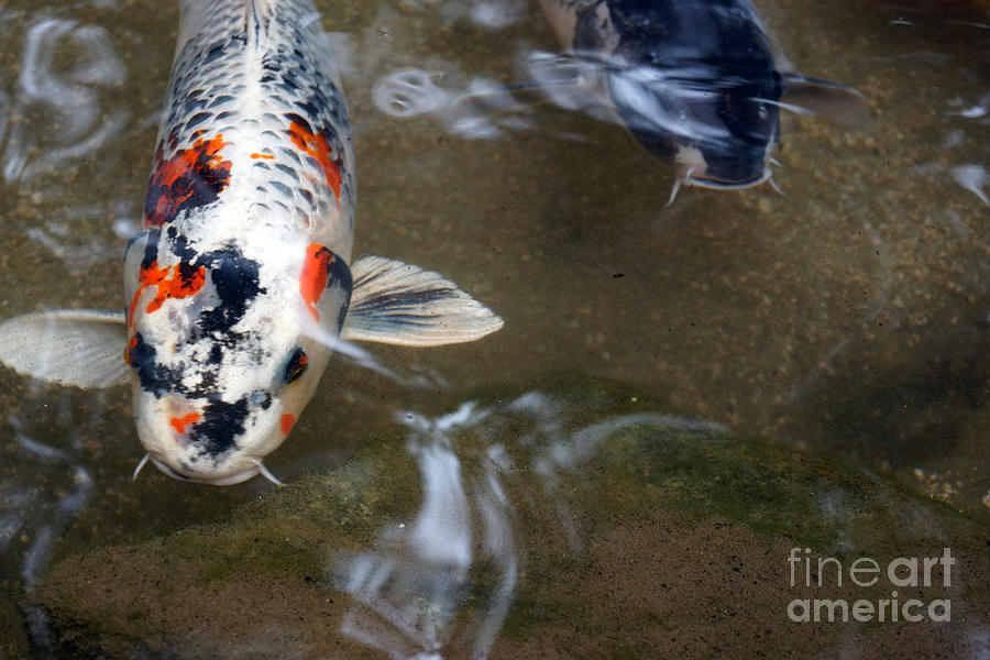 Fish Scales Photograph by Cassandra Buckley - Pixels Merch