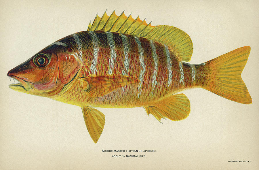 Fish Schoolmaster Drawing by Granger