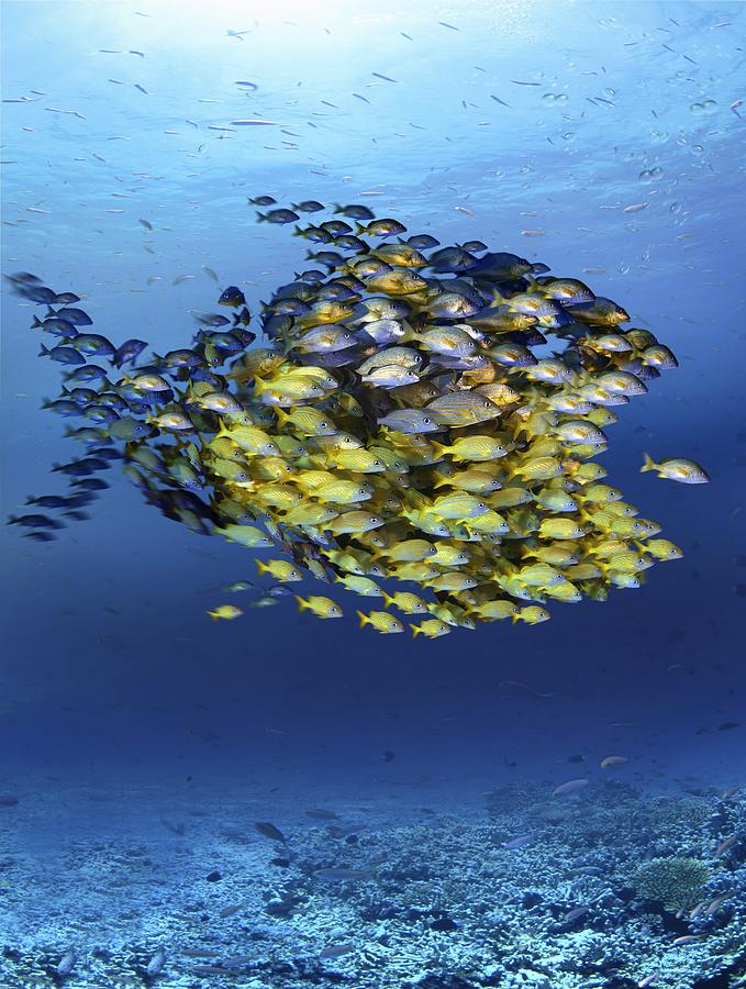 Fish-shaped shoal, conceptual artwork Photograph by Science Photo Library