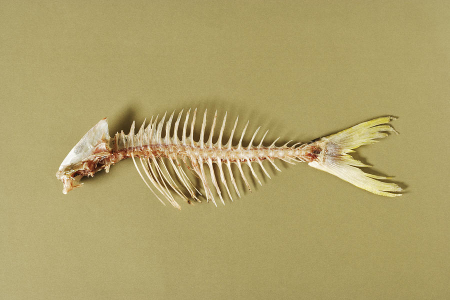 Fish skeleton Photograph by Paul Taylor