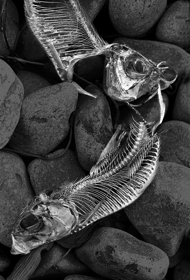 Fish Skeletons an a Bed of Rocks Photograph by Randall Nyhof