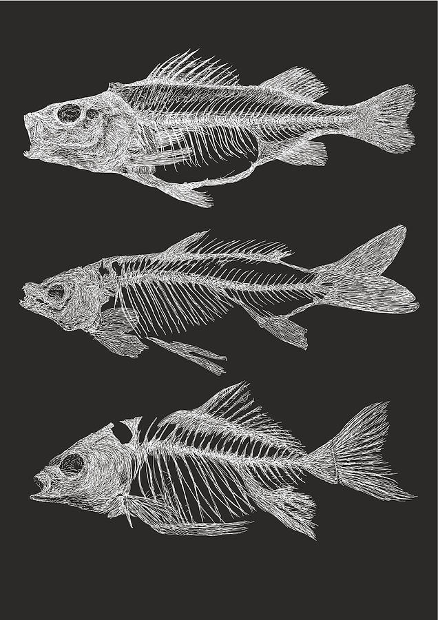 Fish Skeletons Drawing by MattGrove