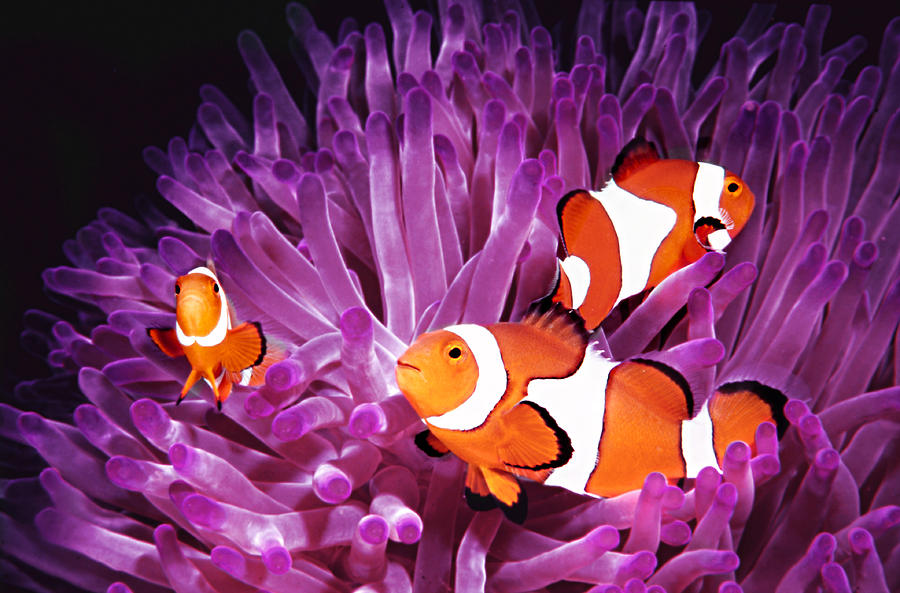 Fish: Topical saltwater, clownfish (Amphiprion Ocellaris) Photograph by Jodi Jacobson