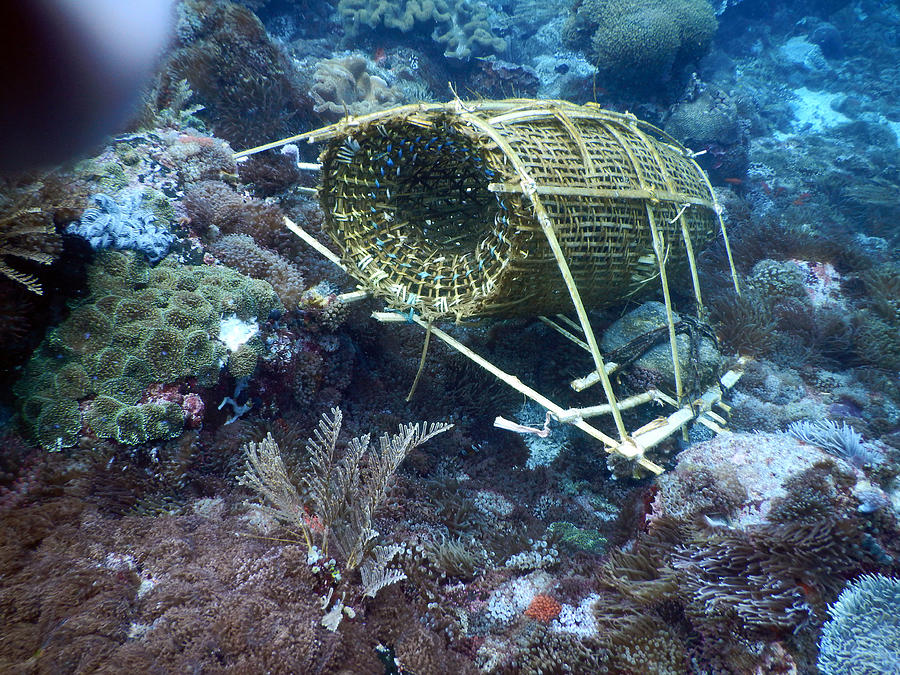 Fish Trap On Coral Reef Photograph by Carleton Ray