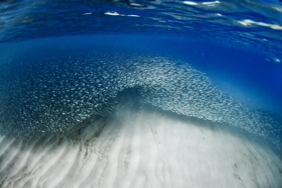 Fish Photograph - Fish wave. by Sean Davey