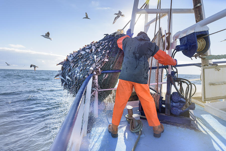 Fisherman emptying net full of fish into hold on trawler Photograph by Monty Rakusen