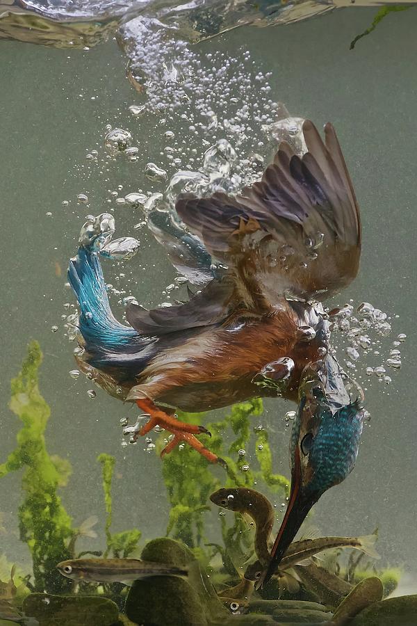 Kingfisher Photograph - Fisherman by Ray Cooper