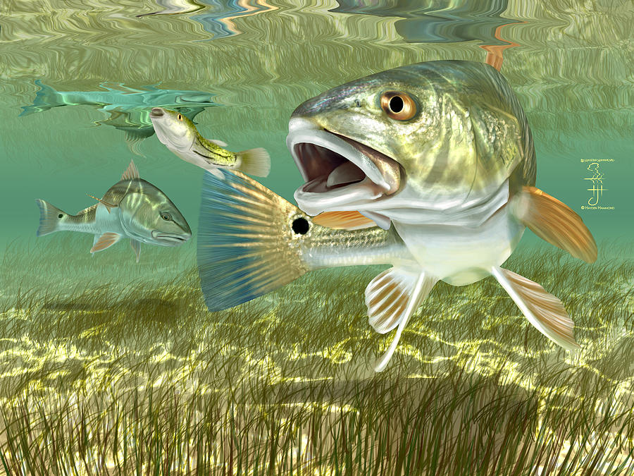 Fishermans Post Redfish Digital Art by Hayden Hammond