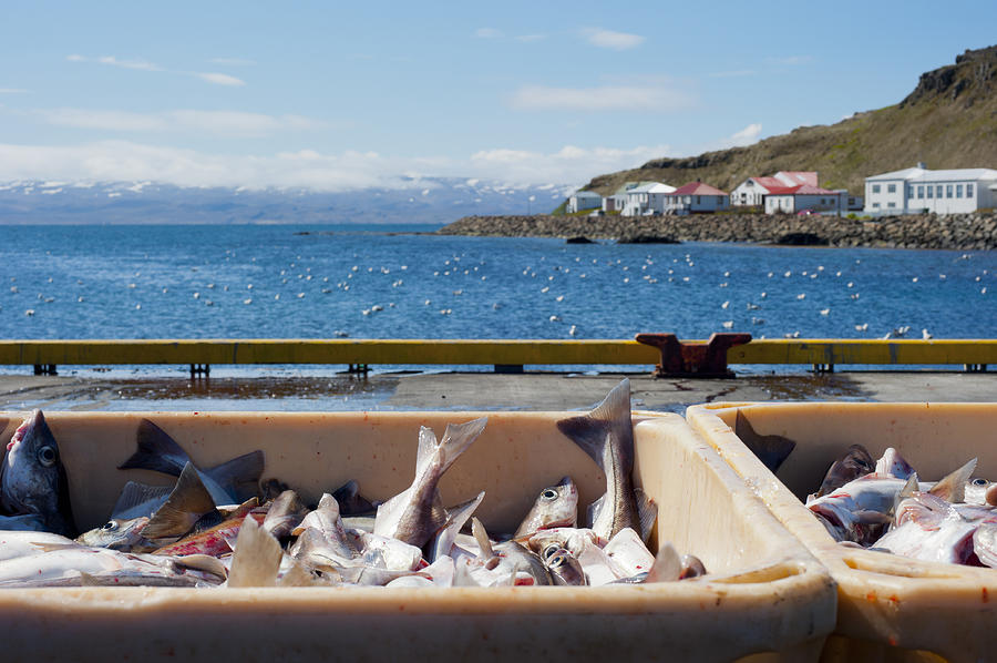 Fishery On Iceland Photograph by Subtik