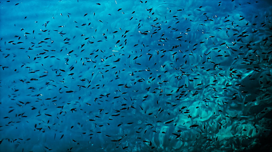 Fishes against the blue Photograph by Weston Westmoreland
