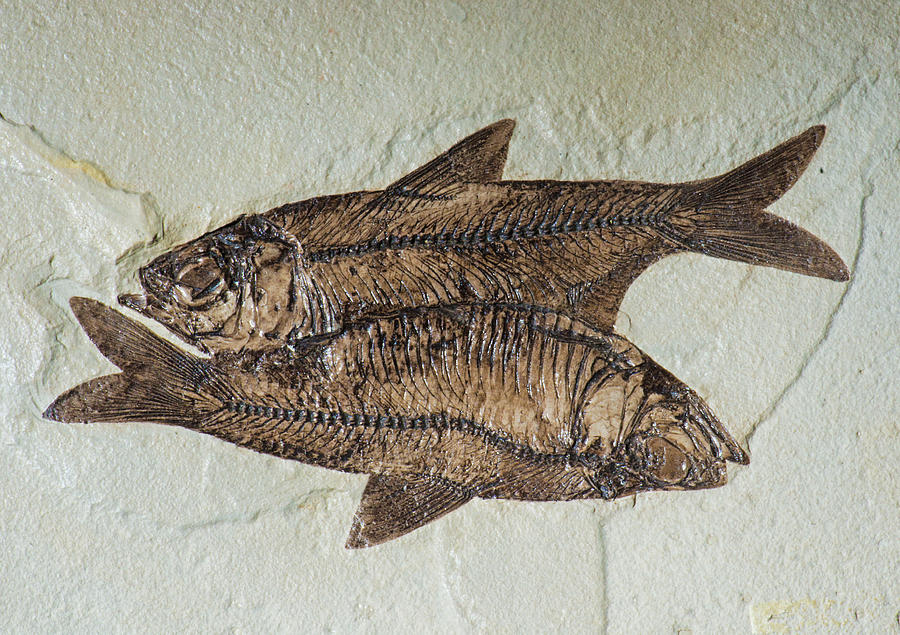 Fishes Fossil Photograph by Millard H Sharp
