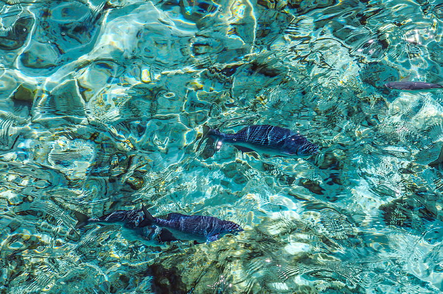 Fishes in the Clear Water. Maldives Photograph by Jenny Rainbow