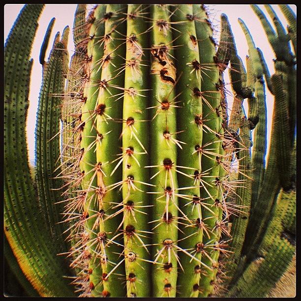 Nature Photograph - Fisheye Cactus. #instagood #desert by Jenn Waite