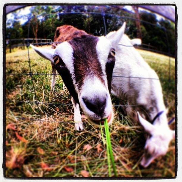 Nature Photograph - Fisheye Goats by James McCartney