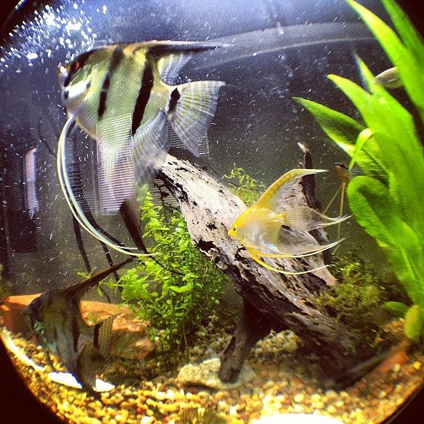 Fisheye N My Fish Tank Photograph by Clifford Drake