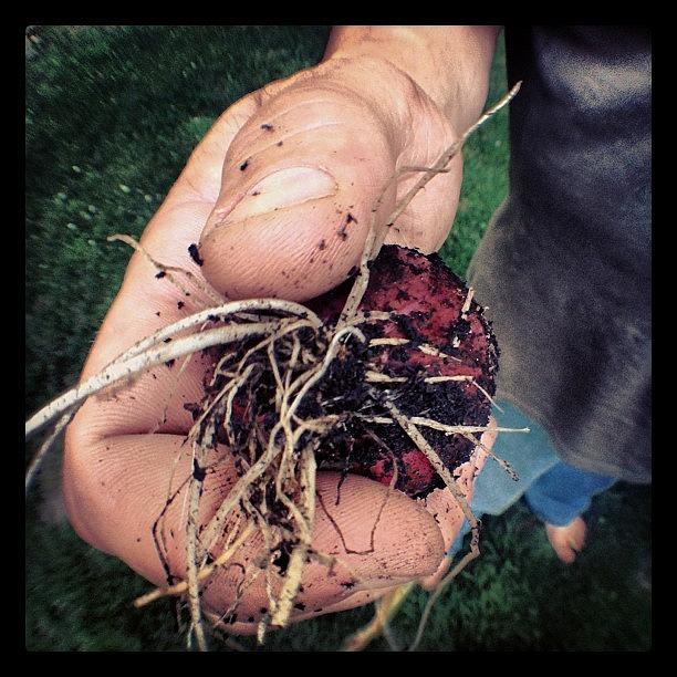 Onion Photograph - #fisheye #onion #harvest #hand #husband by Jenny Coale